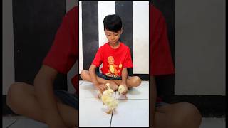 AYAM LUCU - #shrots