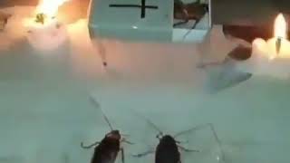 cockroach funeral