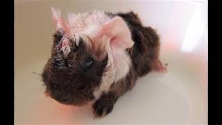 GUINEA PIGS - BIRTH -