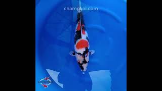 2024FALL-078 3yr 23" Exclusive Showa by MARUSHO Koi Farm