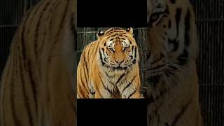 Tiger | Wild Animals #wildlife #shorts #tiger