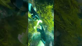 Australia - Black Lip Abalone Harvesting with no tools #shorts