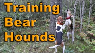 Training Bear Hunting Hound Dogs