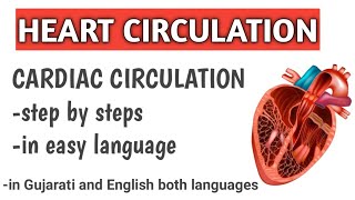 Heart circulation step by step in easy language