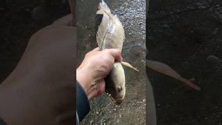 I saved a snakehead fish life from fish cutter #fish #fishing #animals #ytshorts #shortsvideo #viral