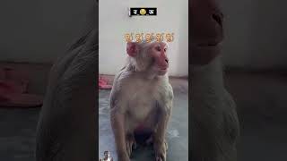 जिला_बांदा "कलयुग का साला लिखा पढा बंदर🐒🐒 #comedy #funny #realfoolscomedy #surajroxfunnyvibeo#monkey