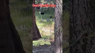 A mama bear, her cub, and tourons. #tourons #nationalpark #americanwildlife #wildlife #nature #wow