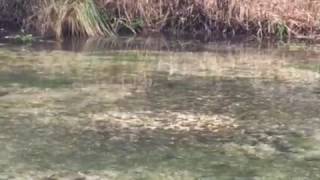 Trout spawning