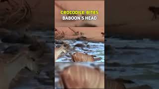 CROCODILE BITES BABOON'S HEAD  #wildlife #animals