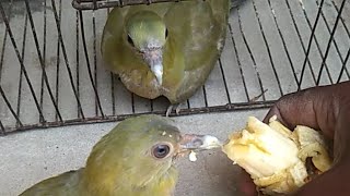 green pigeons// green neck pigeons// Haryal birds baby