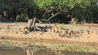 Pajama & Co at Yellow Water - Kakadu