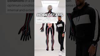 Homeostasis Rap 💥 GCSE Biology