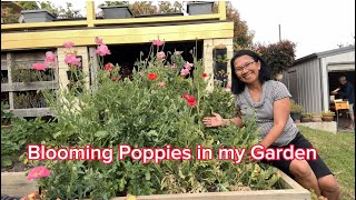 Blooming Poppies in my garden #viral  #flowers  #gardening  #garden  #plants  #hobby  #countyside