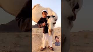 اهل الابل وهواتها يحبون ابلهم بطريقه عجيبه هذا ابوفيصل اسهب في وصف الناقه من حبه  !!!الله #viral