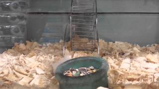 Manic Hamster Doing Backflips!