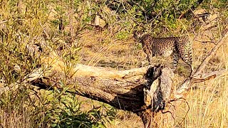 CHEETAH INFRONT OF MY CAR  MABULA GAME LODGE SOUTH AFRICA