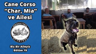 Cane Corso Char, Mia ve Ailesi - Biz Bir Aileyiz Bölüm 19