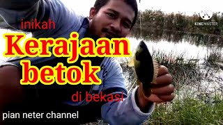 mancing betok/papuyu di kerajaanya...strike sampe pegel