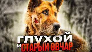 Овчар с запущенным  отитом  несколько  лет выживал  у придорожного кафе😨 | Он оглох