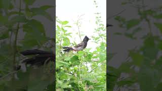 #redventedbulbul #indecisive #birds #birdslife #birding #hobby #urbanwildlife