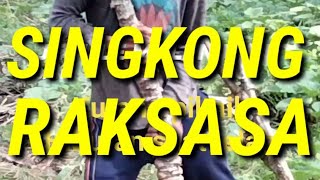 PANEN SINGKONG RAKSASA | #Shorts