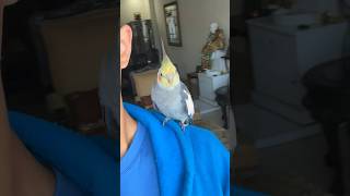 Cockatiel Follows Me Everywhere✨✨#cockatiel #shorts