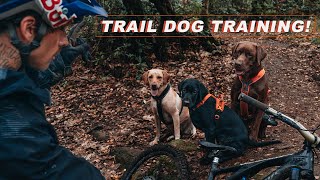 TRAIL DOG TRAINING WITH THE PACK!!