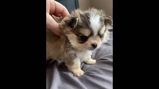 Tiny Haven Chihuahua.  Fluffiest chihuahua puppy.