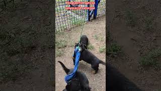 Puppy training, shepherd dog. Щенки немецкой овчарки. #puppy #puppydog #shepherd #dog #dogs #топ