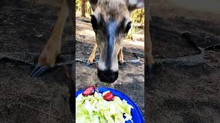 Deer 🦌  eating grapes 🍇