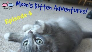 Moon's Kitten Adventures - Episode 4