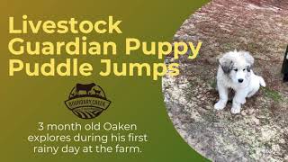 Livestock Guardian Puppy Puddle Jumps