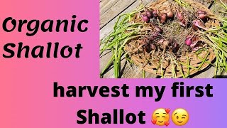 Panen Organic Bawang Merah || Harvest Organic Red Shallot