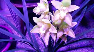 Цветение Орхидеи Цимбидиум, Cymbidium Shiny Yellow