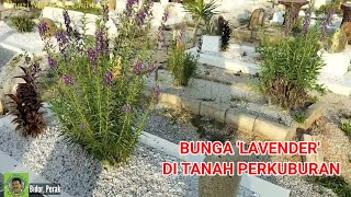 POKOK BUNGA 'LAVENDER' DI TANAH PERKUBURAN | Pengurusan Tanah Perkuburan Terbaik Negeri Perak 2024