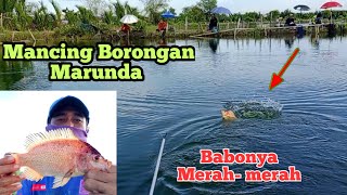 Mancing Mujair Borongan diempang Bang Agus || Kampung Poncol Marunda