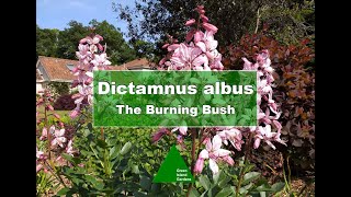 Dictamnus albus - All you need to know about