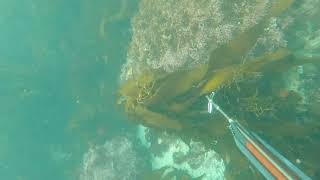 Adventure in | Big Sur | Spearfishing | catch and cook | Begginers Spearos | freedive