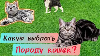 Какую породу кошек выбрать