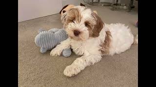 Hugo Australian Labradoodle Puppy #dogs #Puppy #shorts #shortvideo