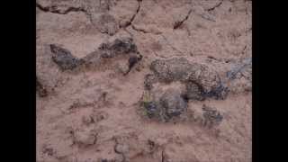 Cryptobiotic Soil Crust in the Desert