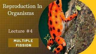 Asexual Reproduction|Multiple Fission In Amoeba, Plasmodium|NCERT|NEET|PGT|TGT BIOLOGY