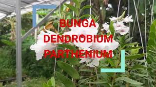 BUNGA ANGGREK DENDROBIUM PARTHENIUM