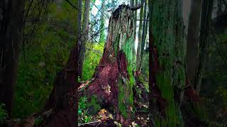 Roots of the Jungle #trees #jungle #green #greenscreen #leaves