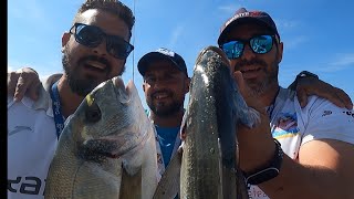 volvimos a dar con ellas doradas en balerma (ALMERÍA).SURFCASTING GRANADA READYY😁👏