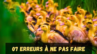 07 ERREURS À NE SURTOUT PAS FAIRE DANS L'ÉLEVAGE DES CANARDS