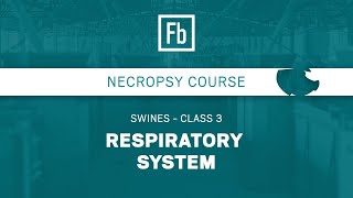 Class 03 - Respiratory System