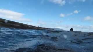 Montague Island - Seal Diving