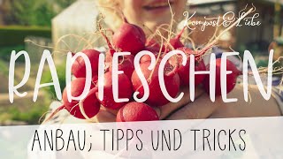 Radieschen im Garten anbauen 👍 Aussaat, Tipps und Tricks