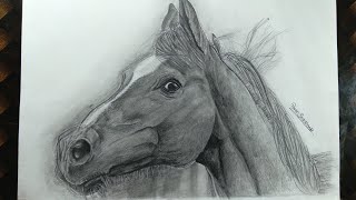 Drawing of Horse /Art of Horse / pencil sketch of horse